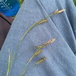 Carex sempervirens Fula