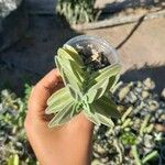 Aeollanthus parvifolius