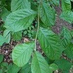 Pourthiaea villosa Leaf