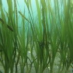 Zostera marina Hábito