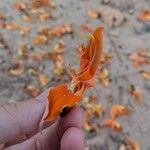 Butea monosperma Floare