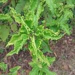 Cistus populifolius Likasa