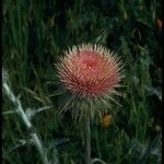 Cirsium occidentale Flower