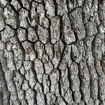 Quercus lobata Bark