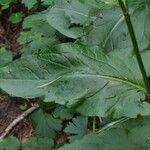 Rumex arifolius Leaf