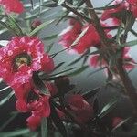 Leptospermum scoparium Flower