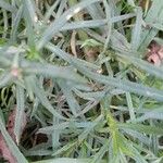 Senecio inaequidens Лист