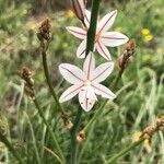 Asphodelus fistulosus 花