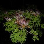 Calliandra rubescens Habitus