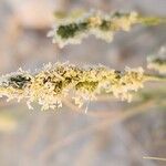 Aeluropus littoralis Fleur