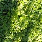 Soliva sessilis Leaf