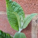 Buddleja globosa पत्ता