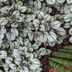 Peperomia albovittata Ліст