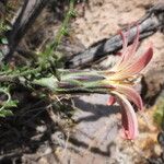 Mutisia hamata Flower
