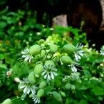 Silene vulgarisFlower