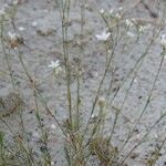 Minuartia setacea Hábito