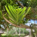Araucaria columnaris Hoja