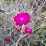 Silene coronariaBlomst