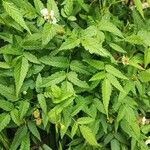 Rubus rosifoliusFruit