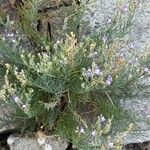 Linaria capraria Hábito
