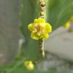 Euphorbia ingens Çiçek