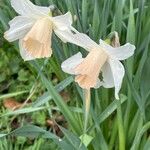 Narcissus × medioluteus