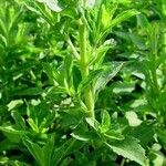 Stevia rebaudiana Blatt