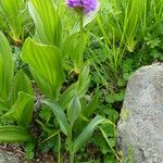 Traunsteinera globosa Flor