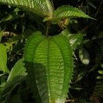 Conostegia setosa Yaprak