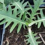 Cirsium rivulare Likasa