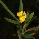 Eriosema crinitum Leaf