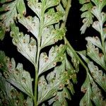 Saccoloma inaequale Leaf