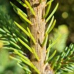 Picea orientalis кора