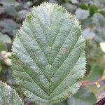Alnus alnobetula Liść