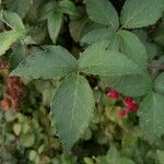 Rubus gratus ഇല