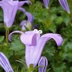 Campanula portenschlagianaBlomst