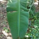 Heliconia metallica Leaf