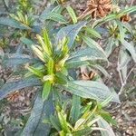 Cistus ladanifer برگ