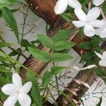 Jasminum polyanthum পাতা