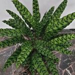 Calathea lancifolia Hoja