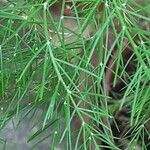 Asparagus officinalis Ліст