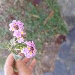 Lantana trifolia Blüte