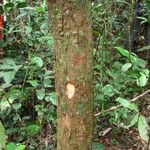 Coelocaryon preussii Corteza