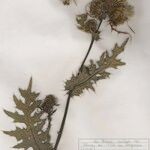 Cirsium x flavescens Lorea