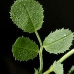 Ononis pinnata Leaf