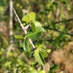 Commiphora madagascariensis Лист