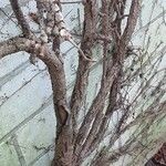 Parthenocissus tricuspidata Hábito