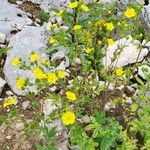 Potentilla recta Συνήθη χαρακτηριστικά