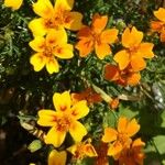 Tagetes tenuifoliaFlower