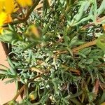 Lampranthus aurantiacus Foglia